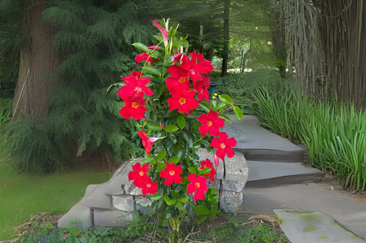 Large Red Mandevilla Vine - Lush Tropical Flowering Plant - Mandevilla sanderi - Butterfly & Hummingbird Magnet for Gardens