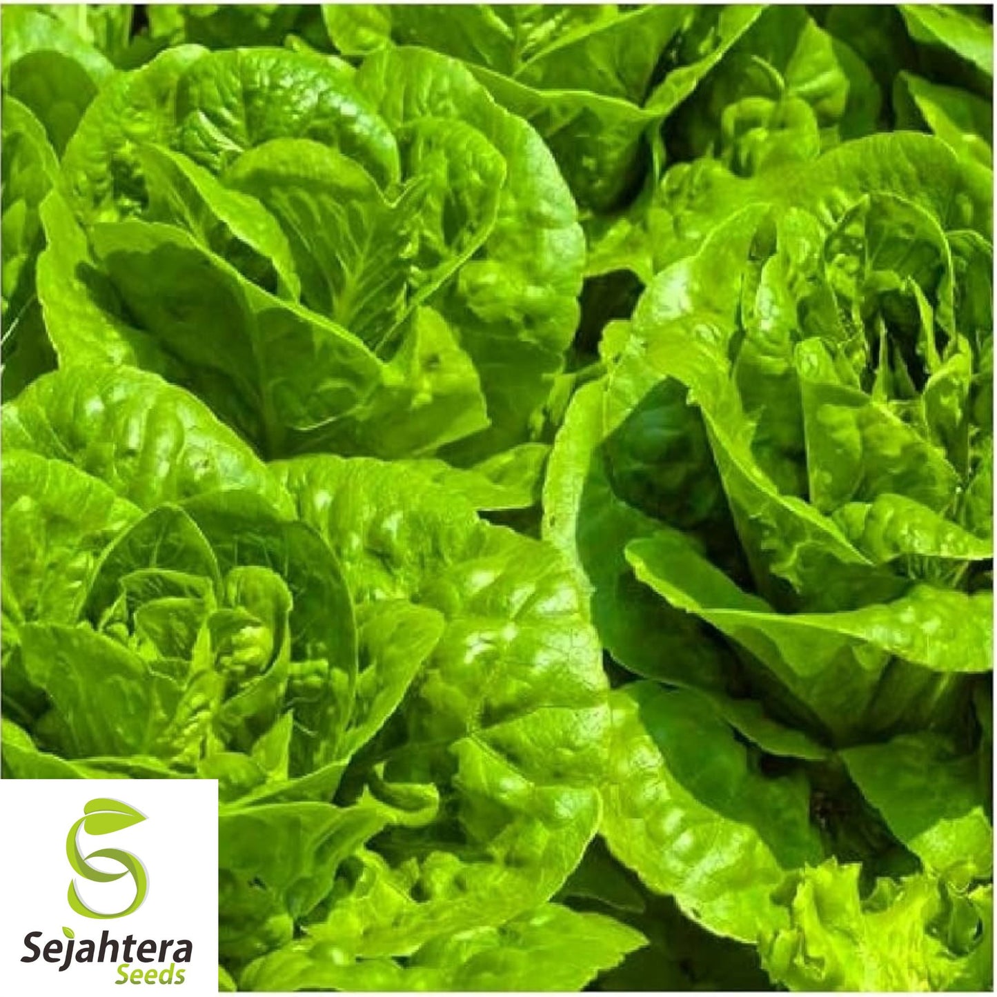 600+ Tom Thumb Lettuce Seeds - Non-GMO, Compact Butterhead Variety