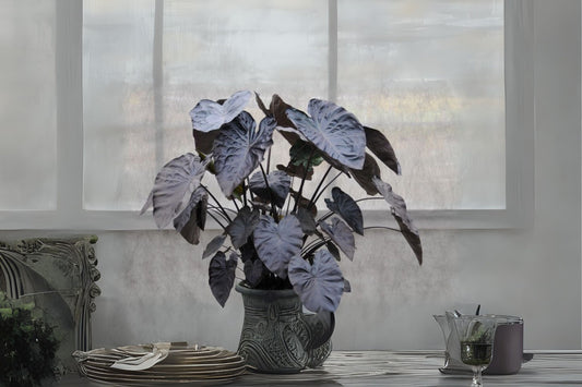Colocasia Esculenta 'Royal Hawaiian Black Coral' Taro, Elephant Ear Plant in 3 Gallon Pot - Tropical Foliage