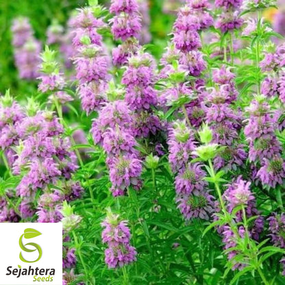 Lemon Mint Seeds - 250+ Heirloom, Organic, Non-GMO, Pollinator-Friendly & Fresh