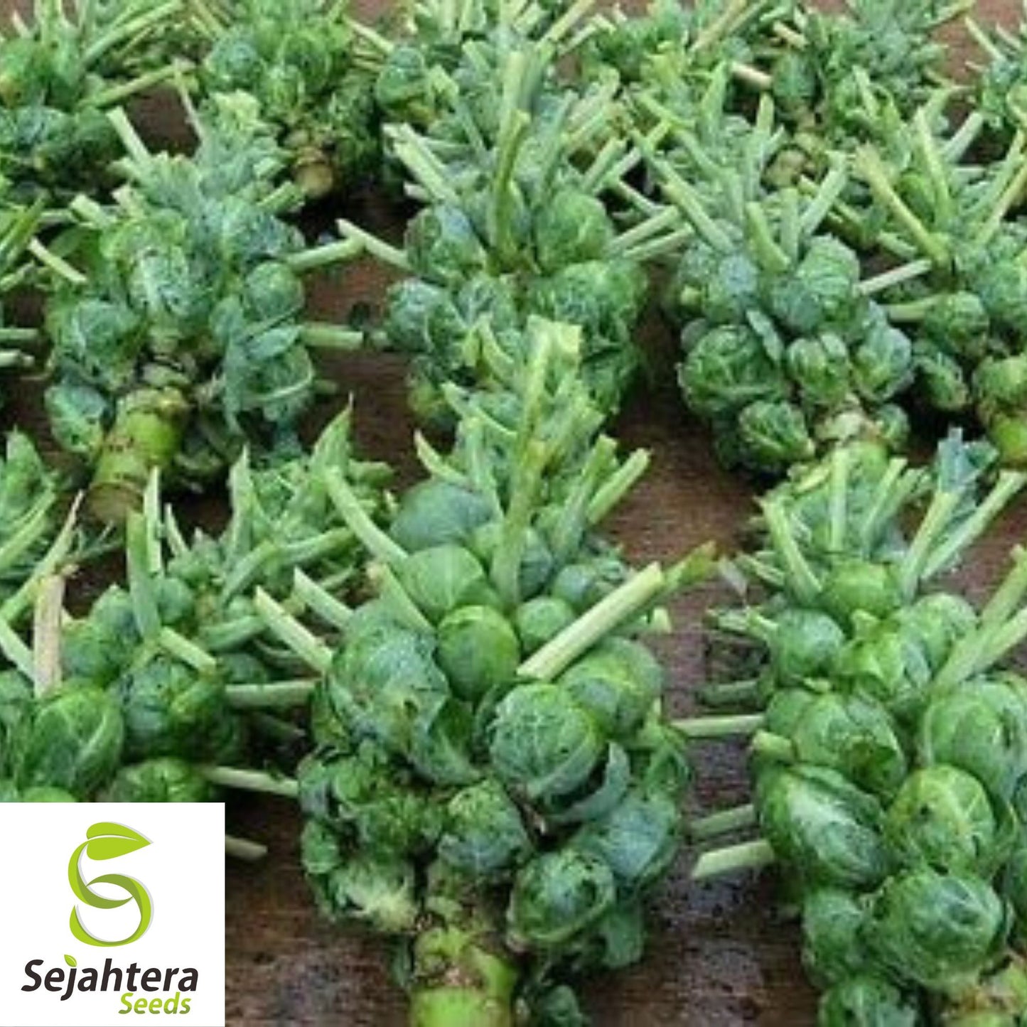 300+ Catskill Brussels Sprouts Seeds - Heirloom, Non-GMO & Nutritious