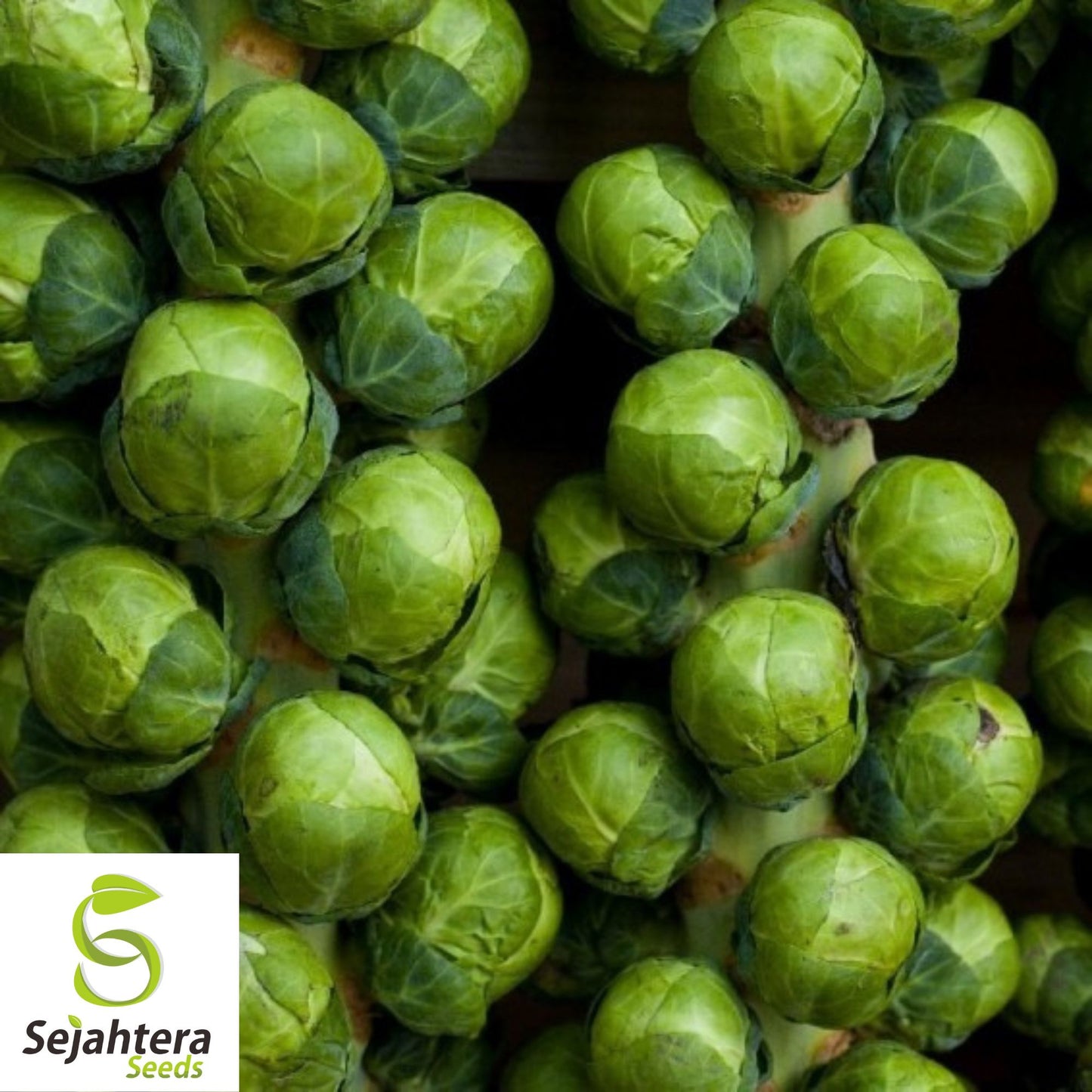 300+ Catskill Brussels Sprouts Seeds - Heirloom, Non-GMO & Nutritious