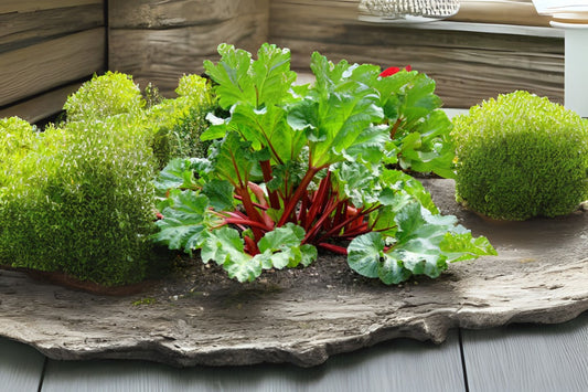 Garden Rhubarb (Rheum rhabarbarum 'Victoria Red')