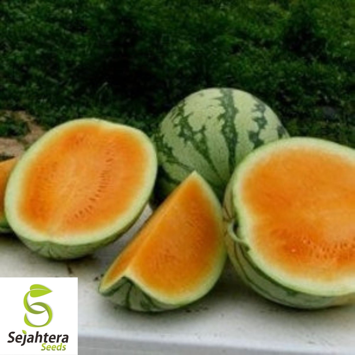 Tendersweet Orange Watermelon Seeds 20 Ct | Fruit 15-30 lbs NON-GMO USA