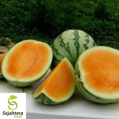 Tendersweet Orange Watermelon Seeds 20 Ct | Fruit 15-30 lbs NON-GMO USA