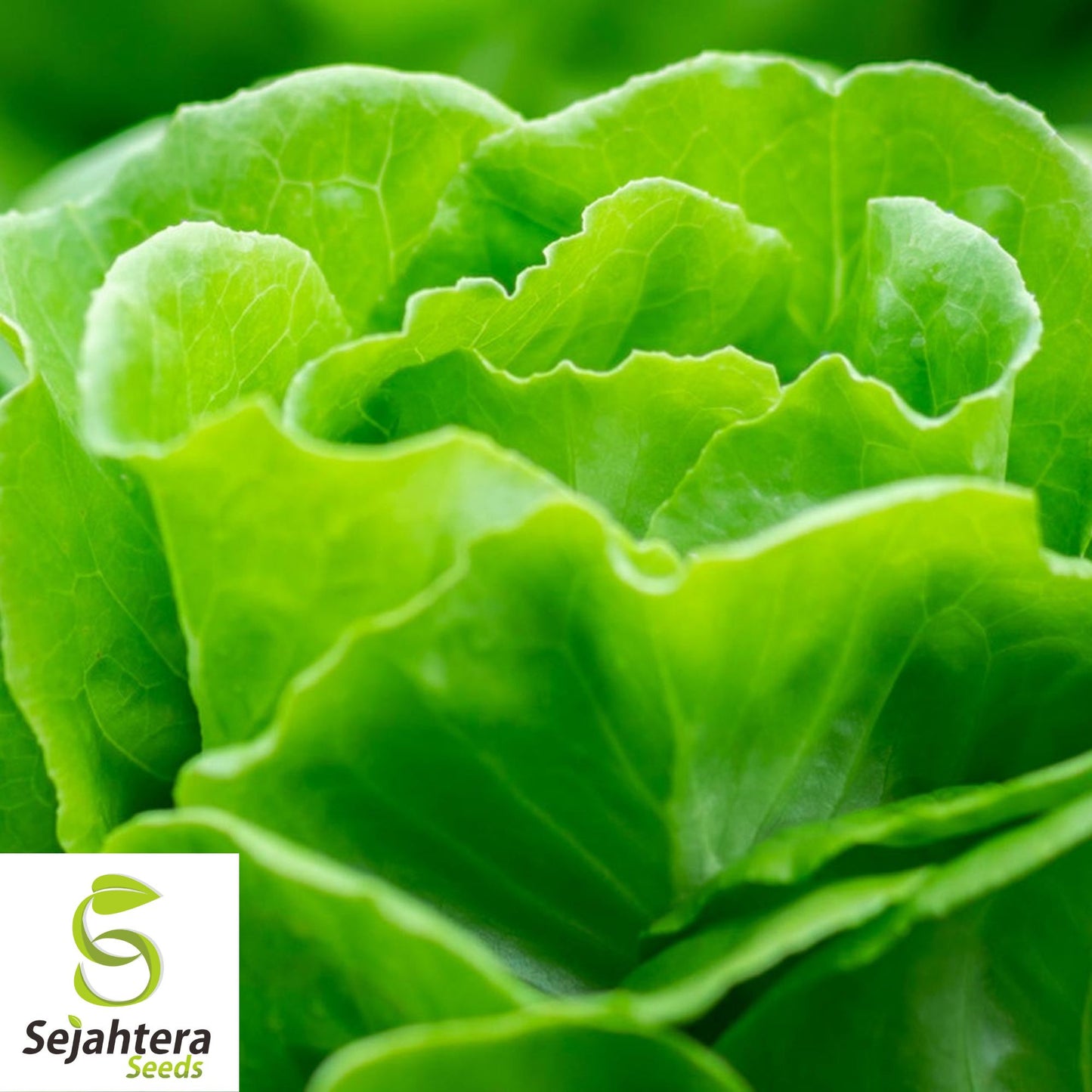 600+ Tom Thumb Lettuce Seeds - Non-GMO, Compact Butterhead Variety