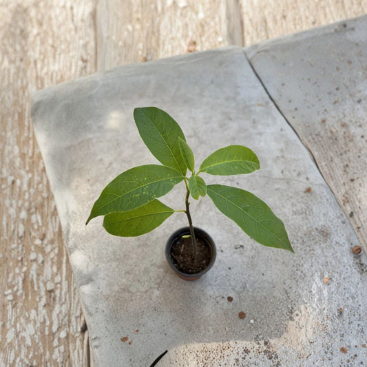 Avocado Fruit Tree – Persea americana Live Plant | Approximately 10 Inches Tall | Ships in Pot  Compact Starter Tree | Easy to Grow | Ready to Plant