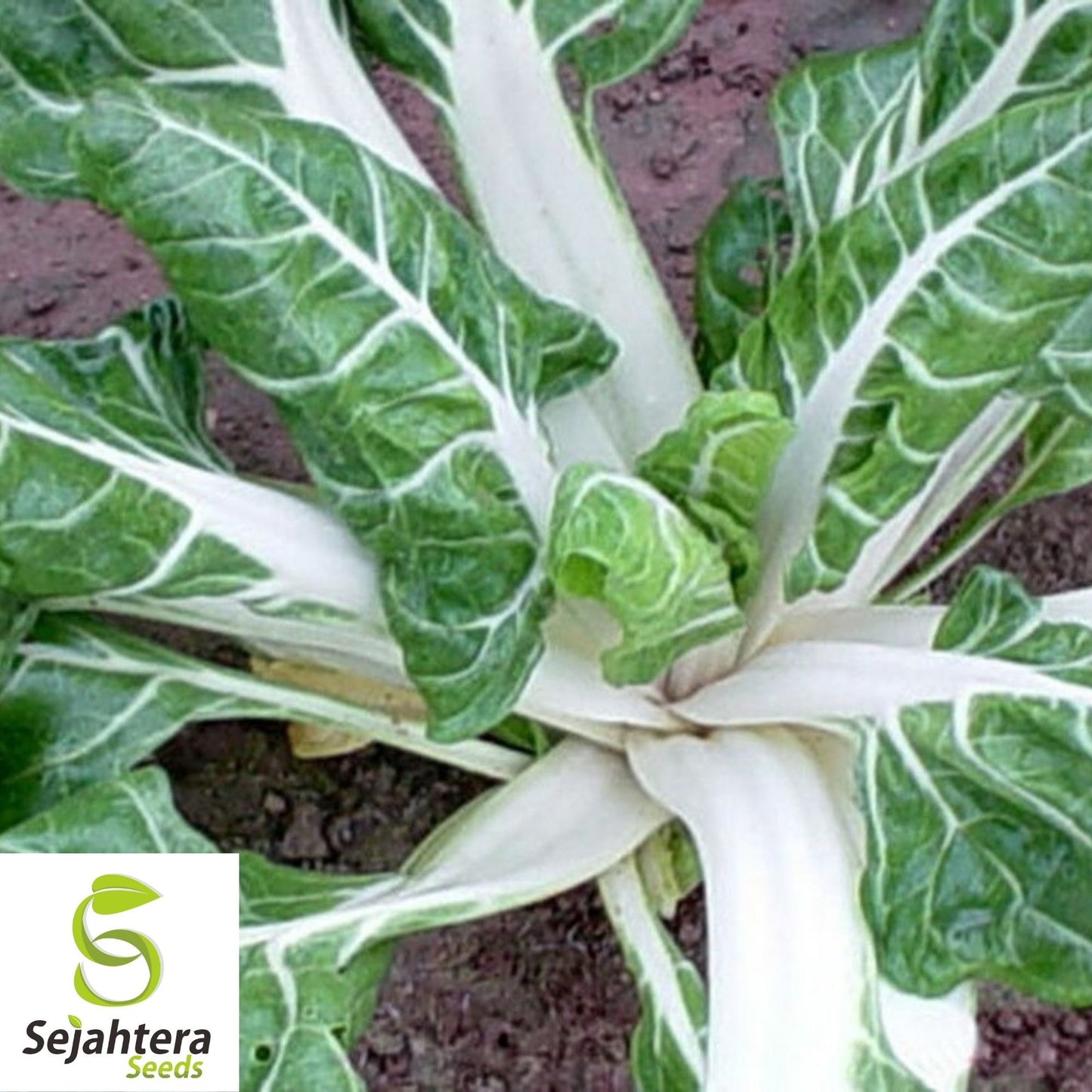 Swiss Chard Large White Ribbed Seeds 100 Ct | Heirloom Vegetable NON-GMO USA