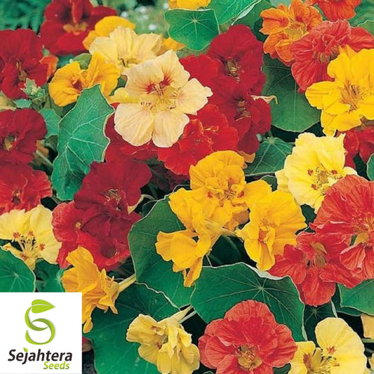 30 Nasturtium Dwarf Jewel Mix Seeds - Edible Flowers, Tropaeolum, Annual