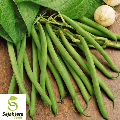 Kentucky Wonder Green Bush Bean Seeds 50 Ct | Heirloom NON-GMO Vegetable USA