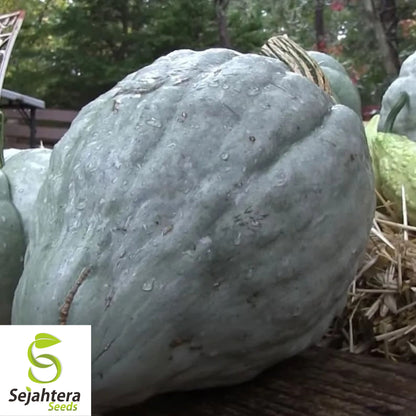 Giant Blue Hubbard Squash Seeds - 10 Heirloom - Sweet & Rare - Non-GMO