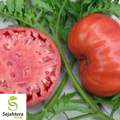 Mortgage Lifter Tomato Seeds - 120+ Heirloom - Large & Juicy - Organic & Non-GMO