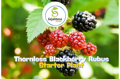 Big Daddy Thornless Blackberry Plants – Rubus | Outdoor Garden Fruit