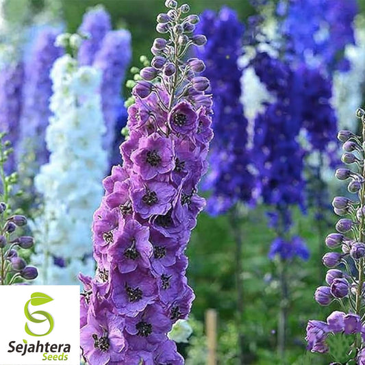 25+ Pacific Giant Delphinium Seeds - King Arthur, Tall Blooms,