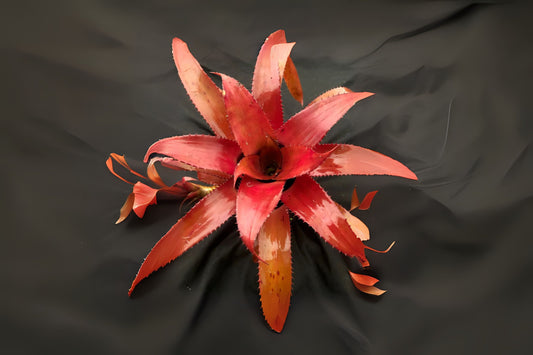 Bromeliad Plant 6 Inch Pot Neoregelia Eleutheropetala Red - Tropical Indoor Houseplant for Home Decor