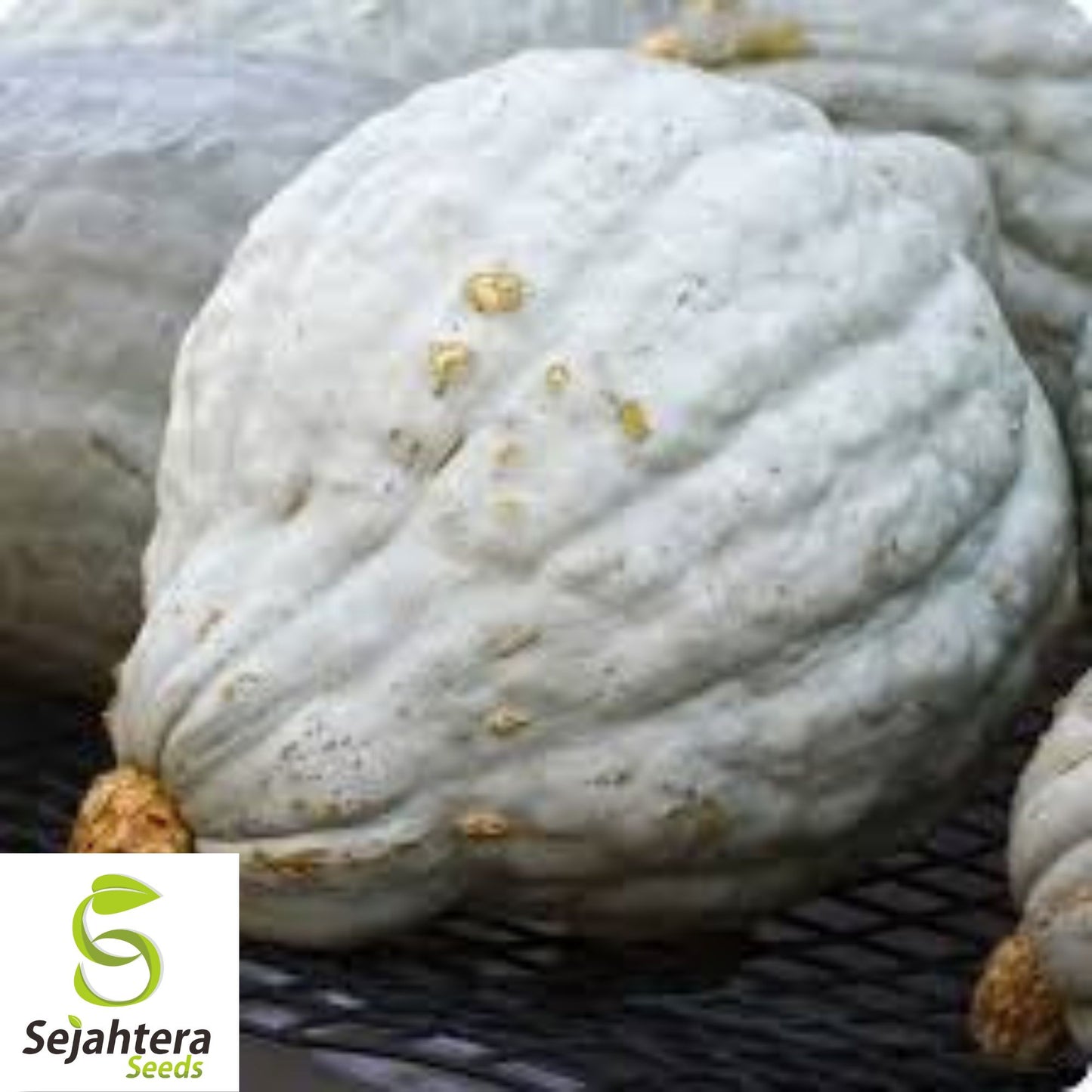 Giant Blue Hubbard Squash Seeds - 10 Heirloom - Sweet & Rare - Non-GMO