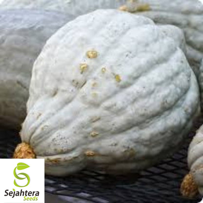 Giant Blue Hubbard Squash Seeds - 10 Heirloom - Sweet & Rare - Non-GMO