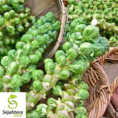 300+ Catskill Brussels Sprouts Seeds - Heirloom, Non-GMO & Nutritious
