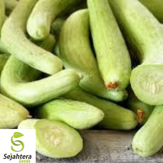 100+ Armenian Yard Long Cucumber Seeds - Heirloom, Organic, Non-GMO, Crisp & Sweet