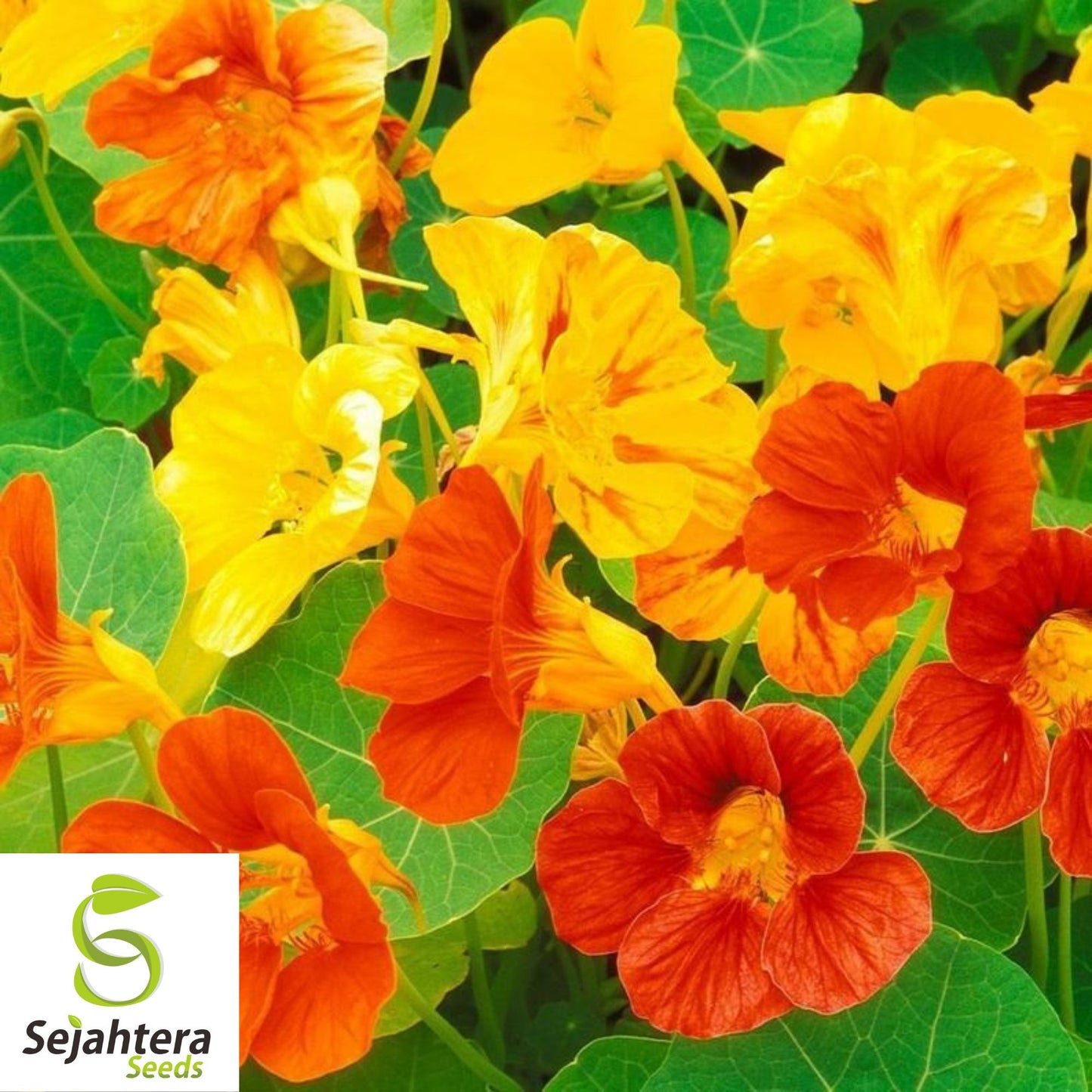 30 Nasturtium Dwarf Jewel Mix Seeds - Edible Flowers, Tropaeolum, Annual