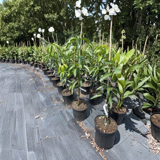 Nam Doc Mai Mango Tree – Mangifera indica Grafted Live Tree | 2–3 Ft Tall | 3-Gallon Pot  Premium Thai Variety | Fiberless & Extra Sweet | Tropical Favorite