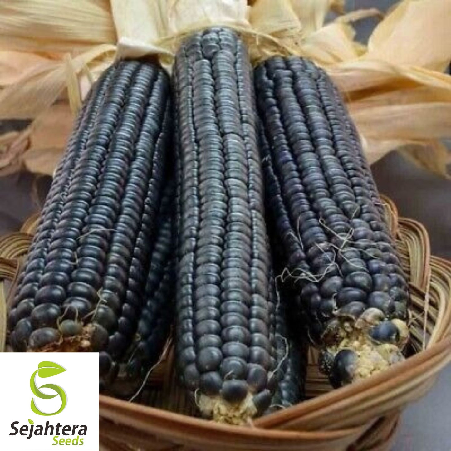 Hopi Blue Corn Seeds - 500+ Heirloom, Non-GMO, Organic & Rare