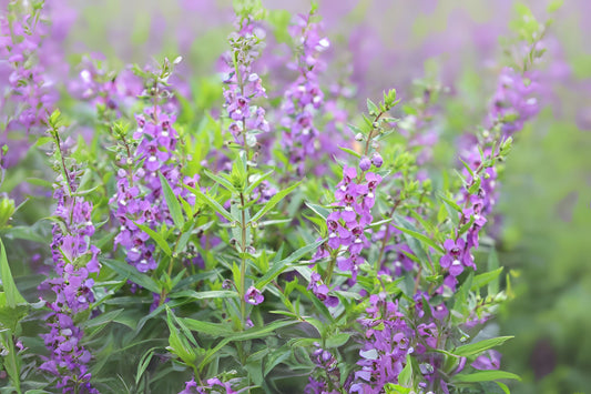 Vibrant Angelonia Plant 6" Pot Summer Snapdragon Heat-Tolerant Flowers Angelonia angustifolia