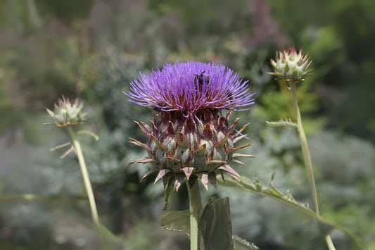 Globe Artichoke (Cynara cardunculus var. scolymus)