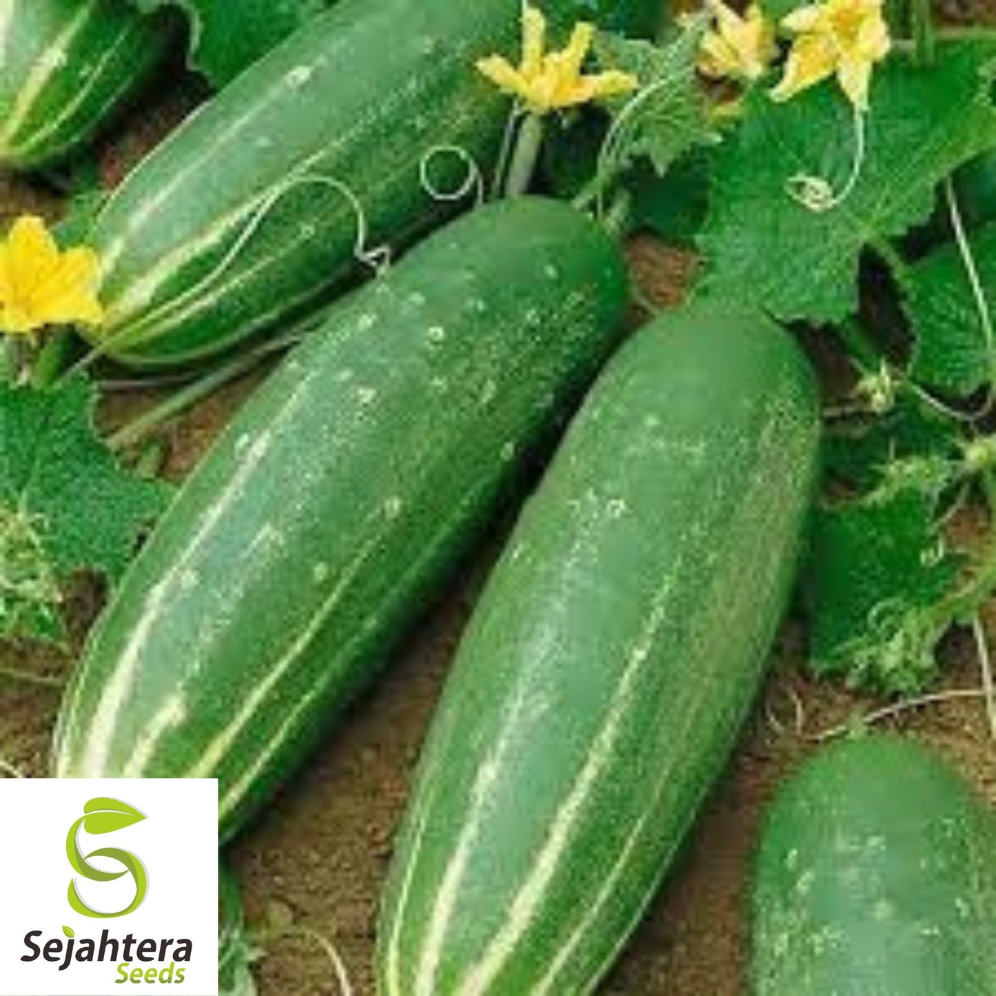 Marketmore 76 Cucumber Seeds - 100+ Heirloom, Organic, Non-GMO & Fresh