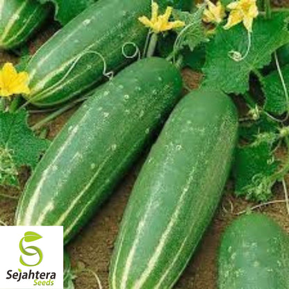 Marketmore 76 Cucumber Seeds - 100+ Heirloom, Organic, Non-GMO & Fresh