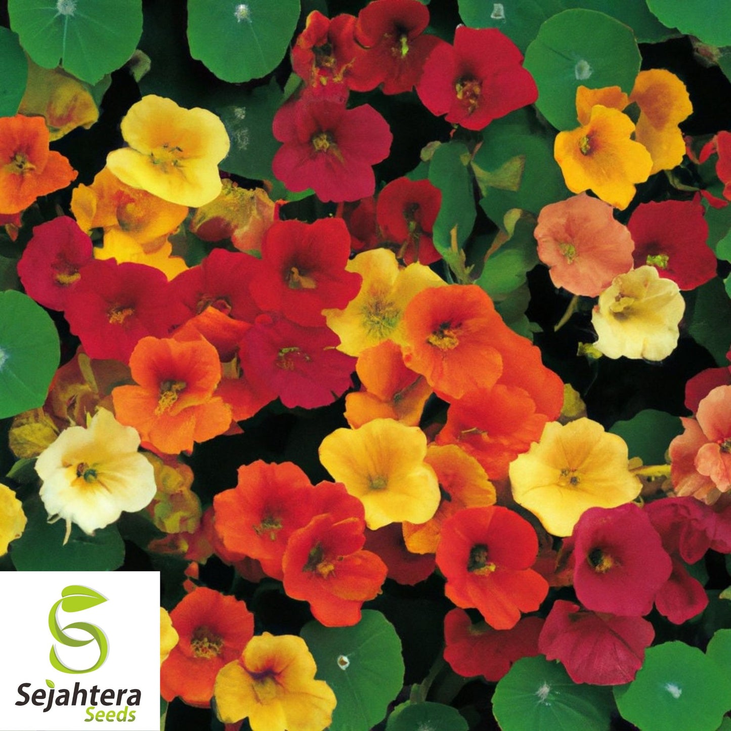30 Nasturtium Dwarf Jewel Mix Seeds - Edible Flowers, Tropaeolum, Annual