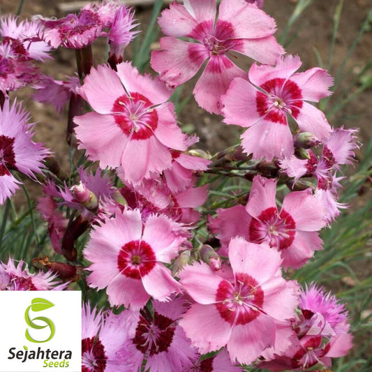 100+ Cottage Pinks Dianthus Seeds - Dianthus Plumarius, Fragrant Perennial