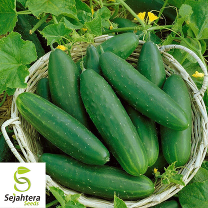 Marketmore 76 Cucumber Seeds - 100+ Heirloom, Organic, Non-GMO & Fresh