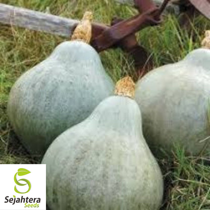 Giant Blue Hubbard Squash Seeds - 10 Heirloom - Sweet & Rare - Non-GMO
