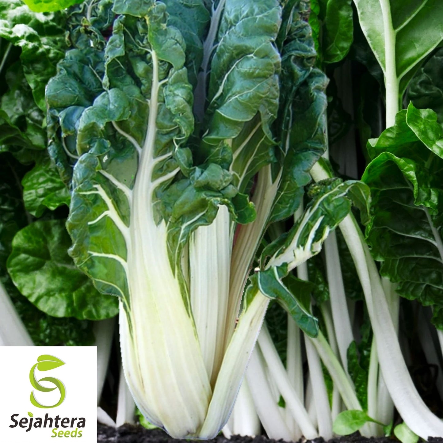 Swiss Chard Large White Ribbed Seeds 100 Ct | Heirloom Vegetable NON-GMO USA