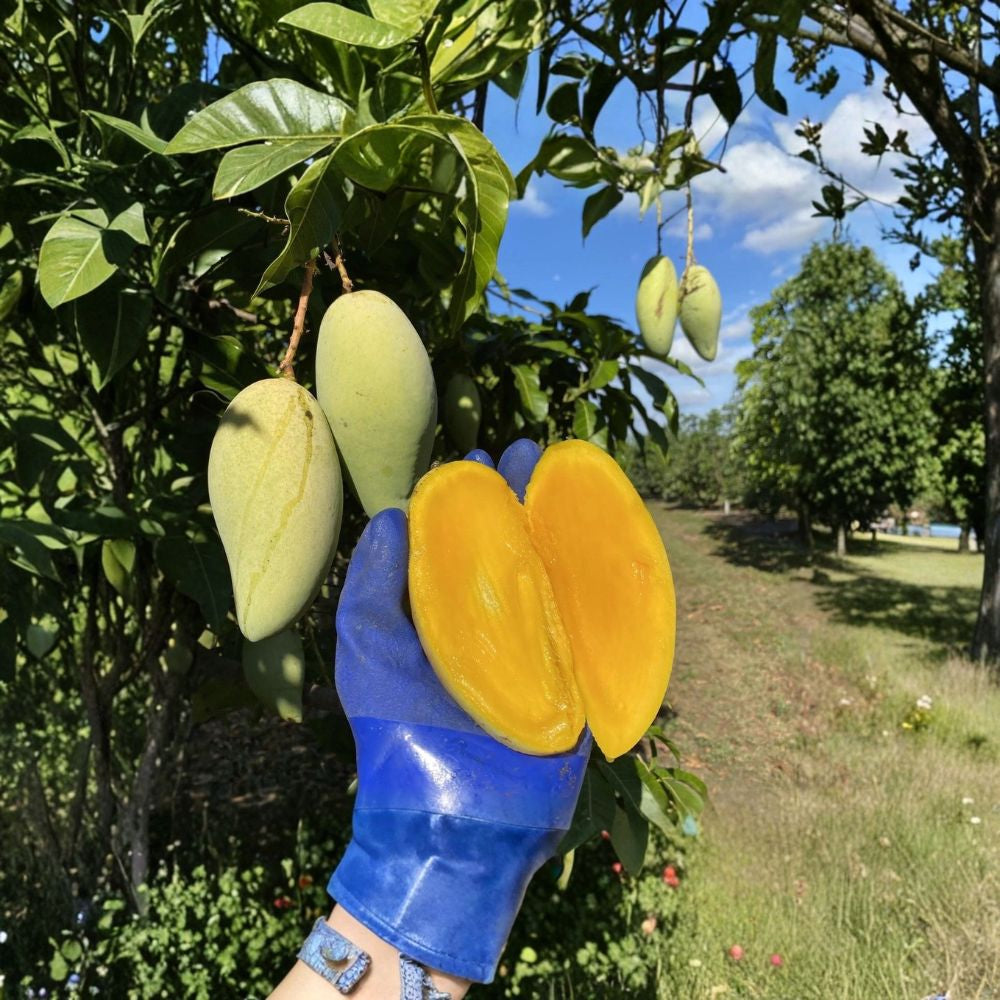 Nam Doc Mai Mango Tree – Mangifera indica Grafted Live Tree | 2–3 Ft Tall | 3-Gallon Pot  Premium Thai Variety | Fiberless & Extra Sweet | Tropical Favorite