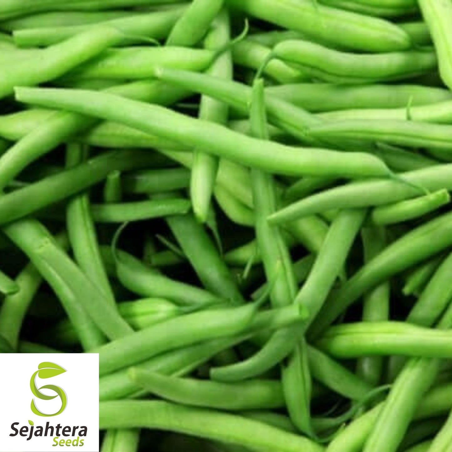 Kentucky Wonder Green Bush Bean Seeds 50 Ct | Heirloom NON-GMO Vegetable USA