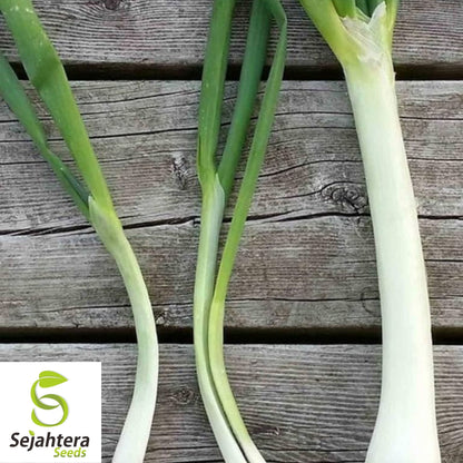 Nebuka Onion Seeds 200+ | Evergreen Bunching Japanese Vegetable USA