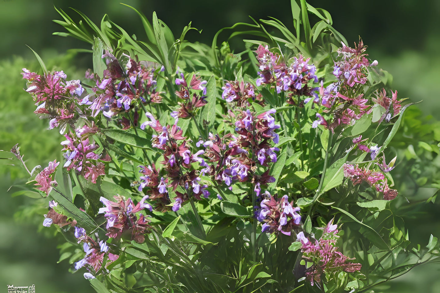 Broadleaf Sage Common Garden Kitchen Sage (Salvia officinalis)