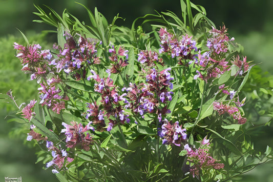 Broadleaf Sage Common Garden Kitchen Sage (Salvia officinalis)