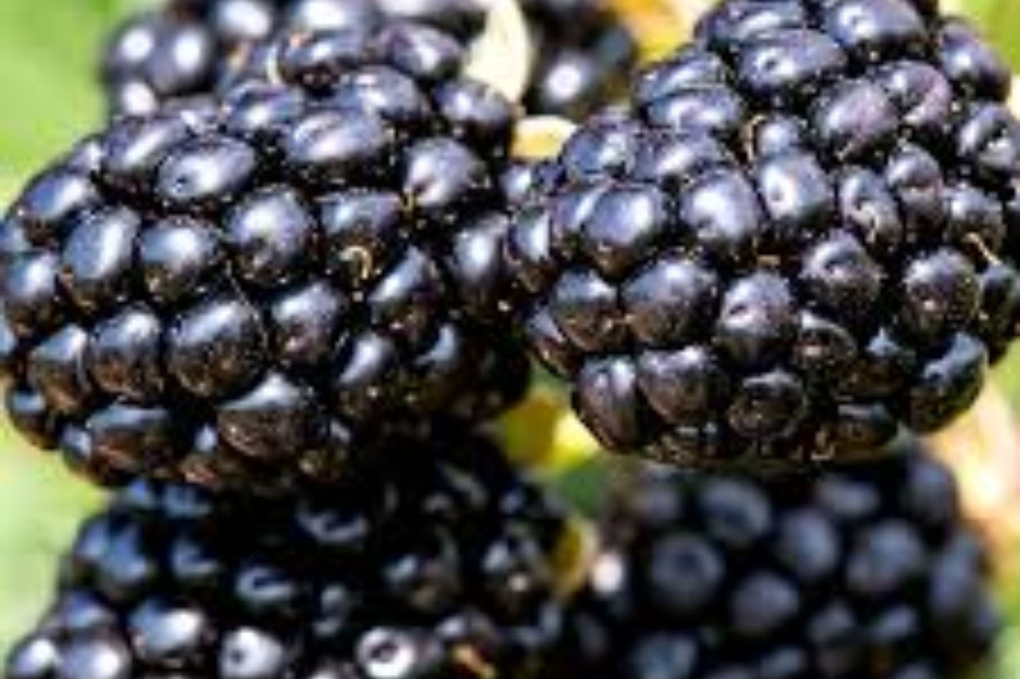 Big Daddy Thornless Blackberry Plants – Rubus | Outdoor Garden Fruit