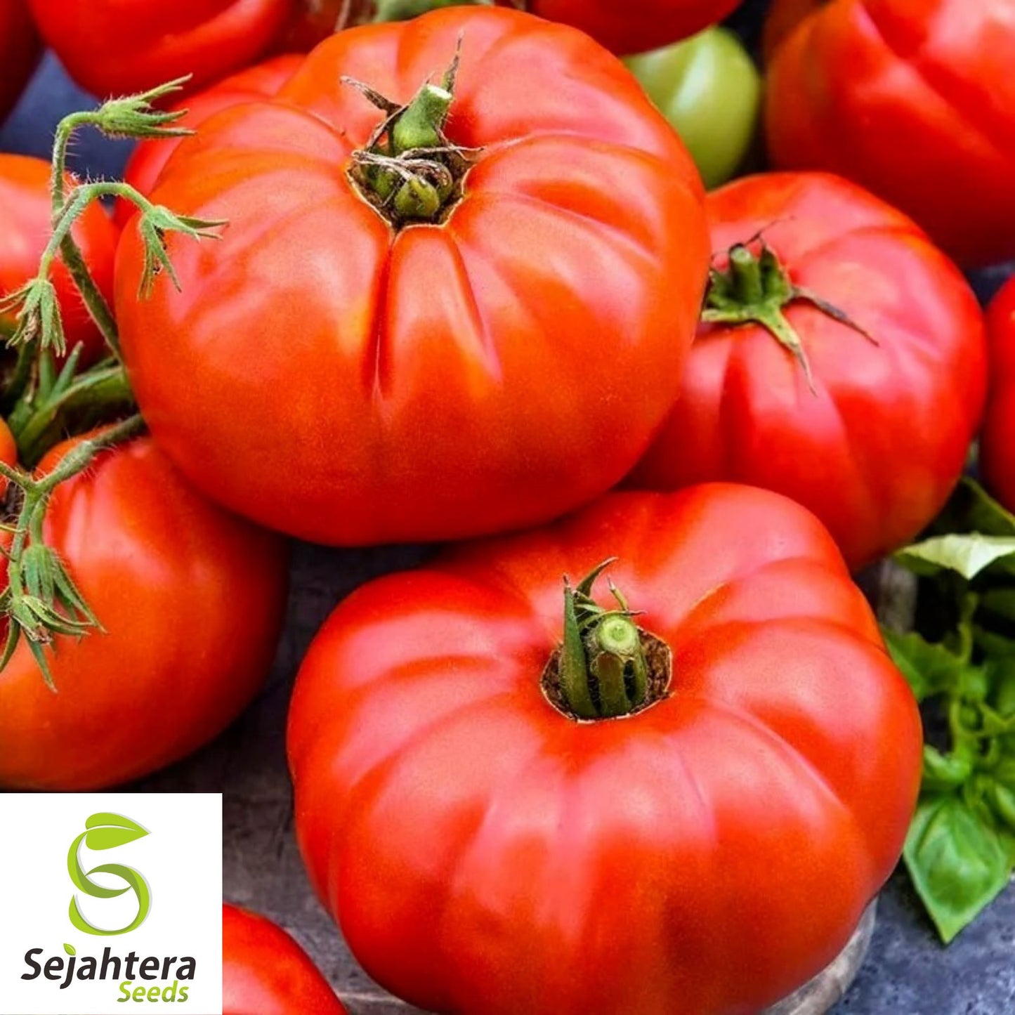Jersey Tomato Seeds - 30+ Organic, Non-GMO, Beefsteak & Fresh