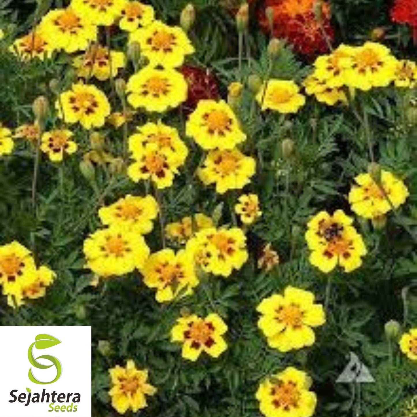 Dainty Marietta Marigold Seeds 150+ | Dwarf Flower Tagetes patula USA