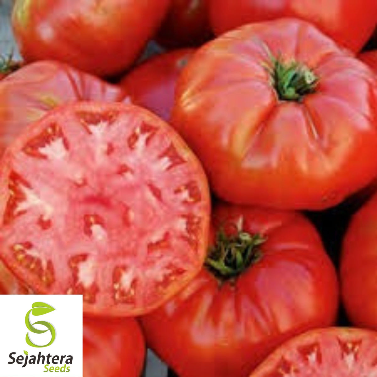Mortgage Lifter Tomato Seeds - 120+ Heirloom - Large & Juicy - Organic & Non-GMO
