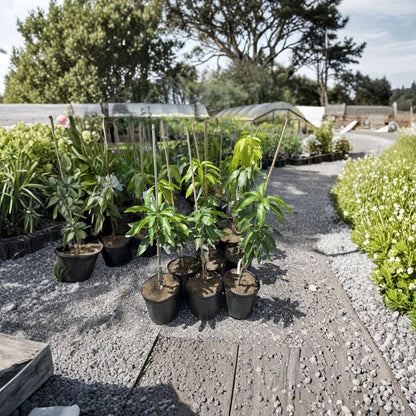 Valencia Pride Mango Tree – Mangifera indica Grafted Live Tree | 3–4 Ft Tall | 3-Gallon Pot  Large Sweet Fruit | Vigorous Grower | Florida Classic