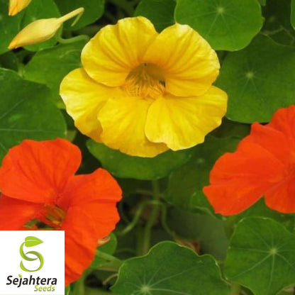 30 Nasturtium Dwarf Jewel Mix Seeds - Edible Flowers, Tropaeolum, Annual
