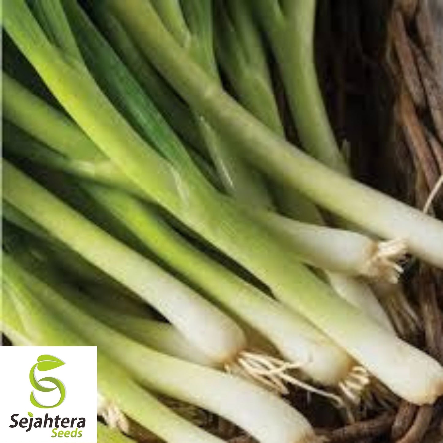 Nebuka Onion Seeds 200+ | Evergreen Bunching Japanese Vegetable USA