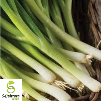 Nebuka Onion Seeds 200+ | Evergreen Bunching Japanese Vegetable USA