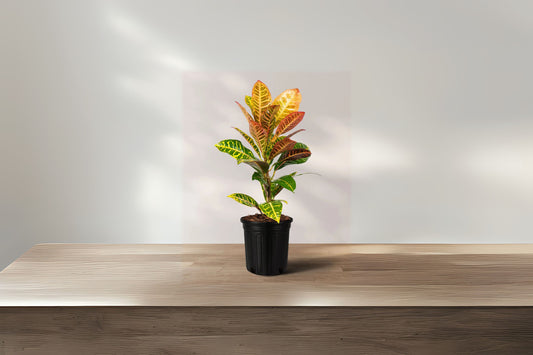 Vibrant Croton Petra Plant - 1 Gal Size - Multi-Colored Foliage - Codiaeum variegatum 'Petra' - Tropical Indoor/Outdoor Plant
