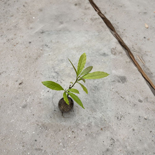 Avocado Tree Seedling – Persea americana Live Plant in Pot | Approximately 15 Inches Tall | Trimmed  Tropical Fruit Starter | Easy to Grow | Ready to Plant